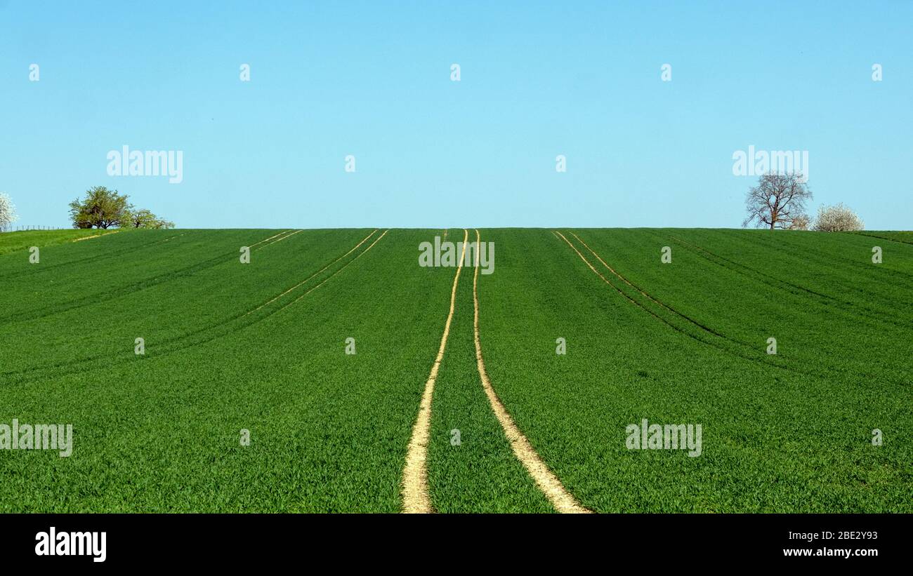 Grünes Feld mit Traktorgleisen Stockfoto