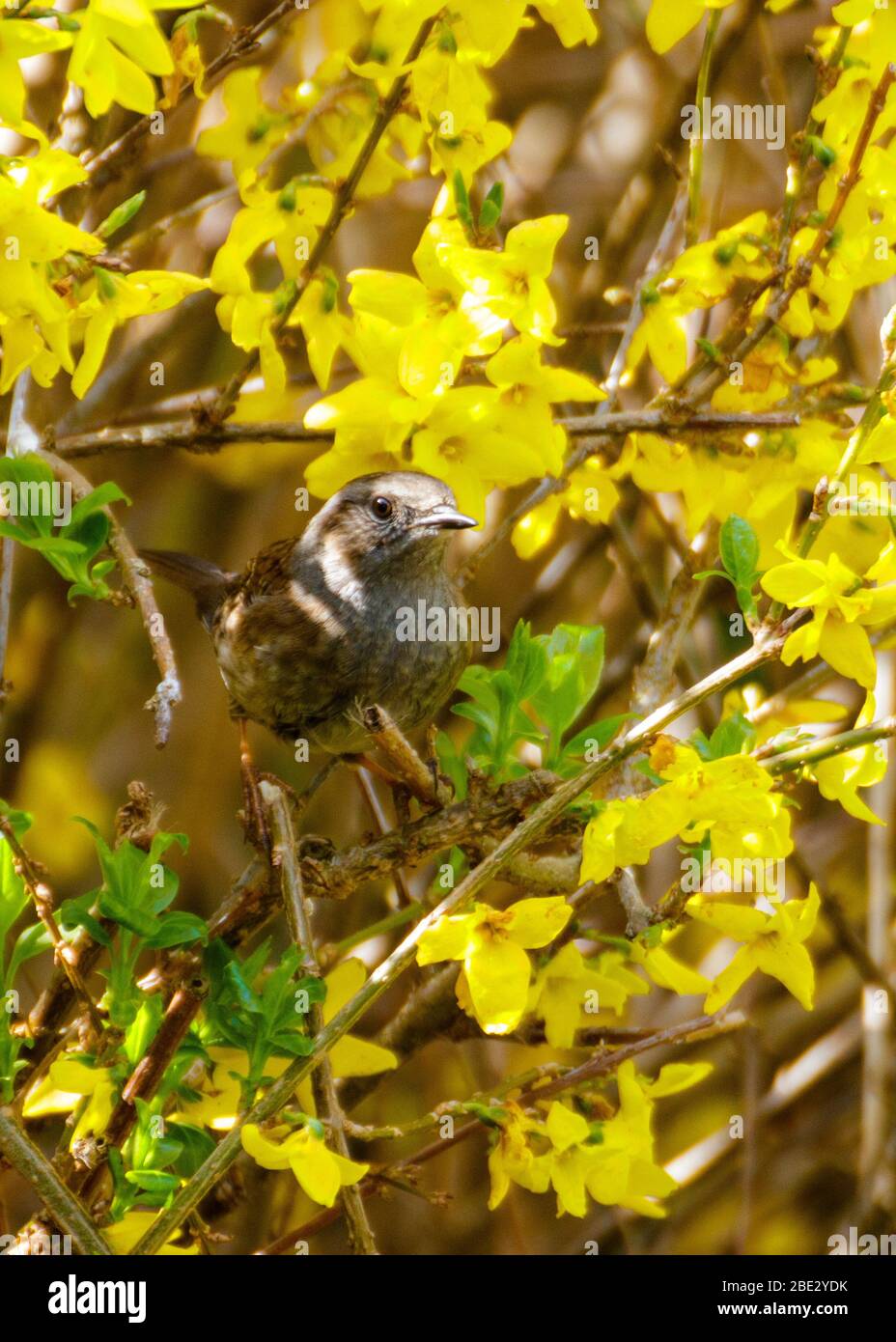 Dunnock umgeben von Forsythia-Blumen (Hochformat) Stockfoto