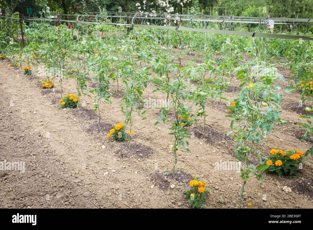 Tomaten werden in Les Jardins de Coursiana im französischen Dorf La Romieu zu Metallspießen gezüchtet. Stockfoto