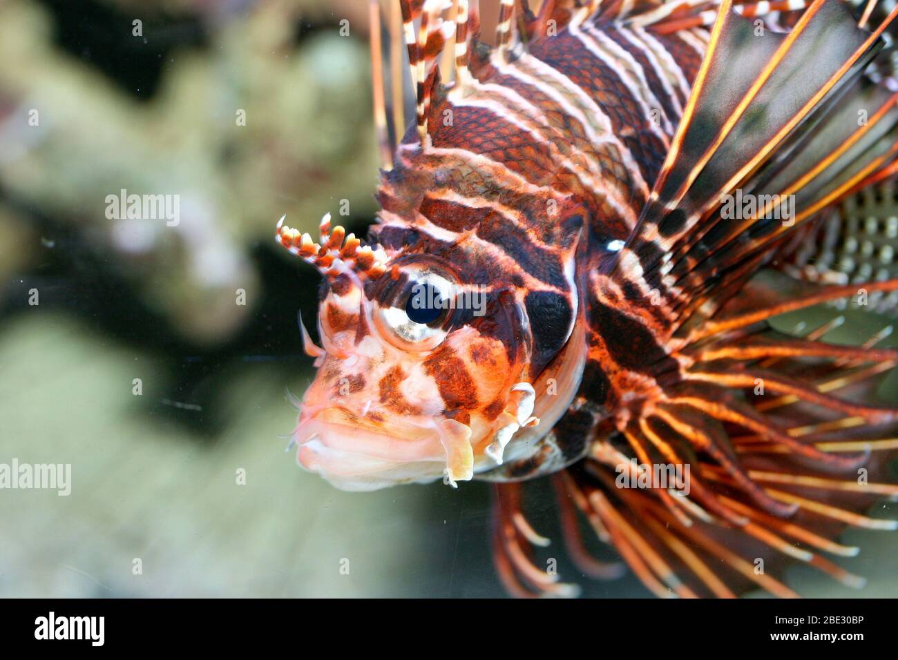 Ein einziger Antennenfeuerfisch (Pterois-Antennen) ein einzelner Antennen-Feuerfisch (Pterois-Antennen) Stockfoto