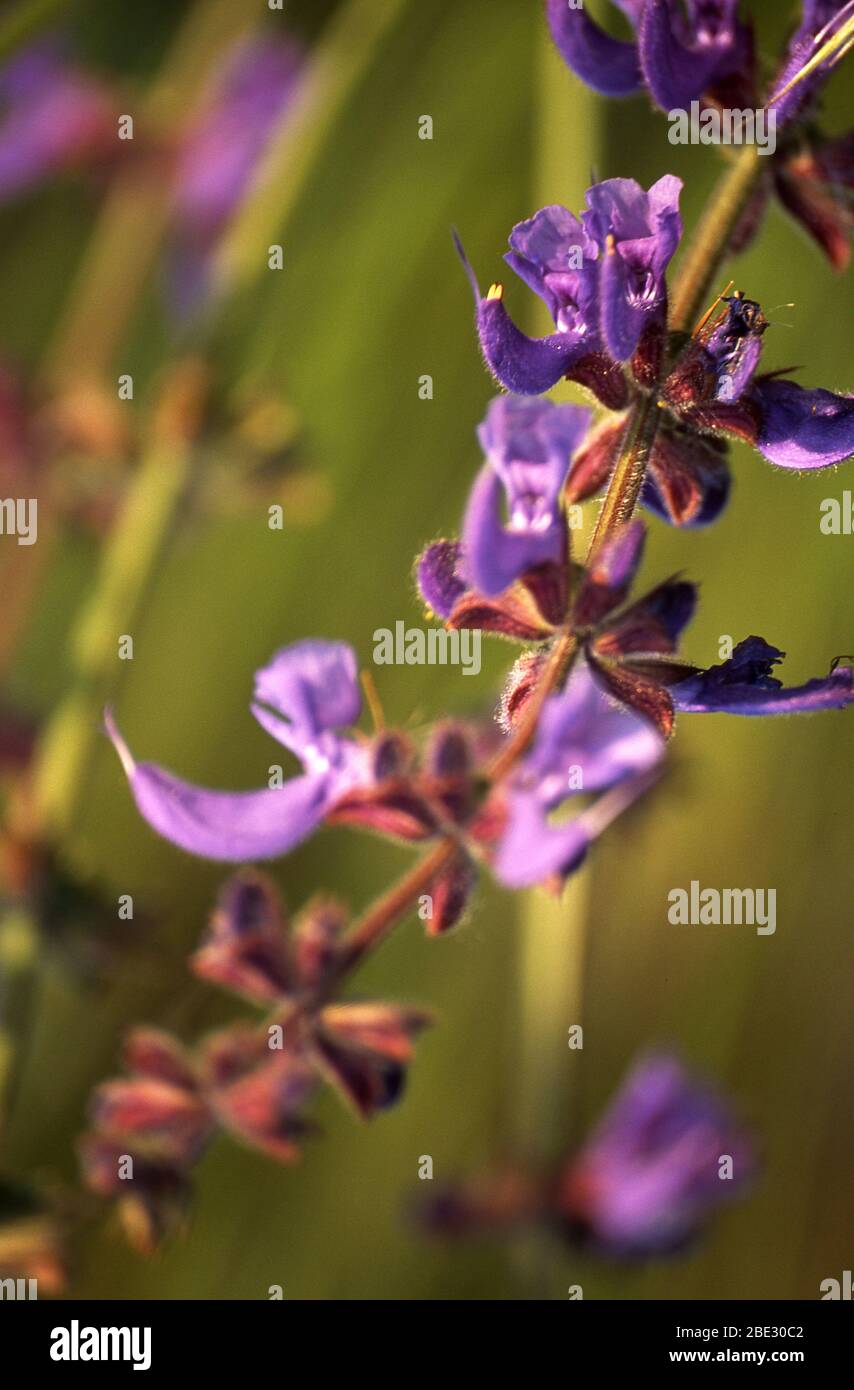 Orchidée sauvage Stockfoto