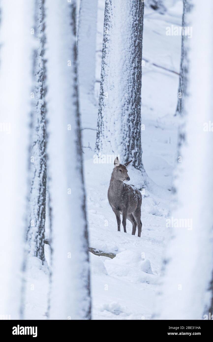 Eine Rothirschin (Cervus eleplus) im schneebedeckten Wald der Cairngorms, schottische Highlands, Schottland Stockfoto