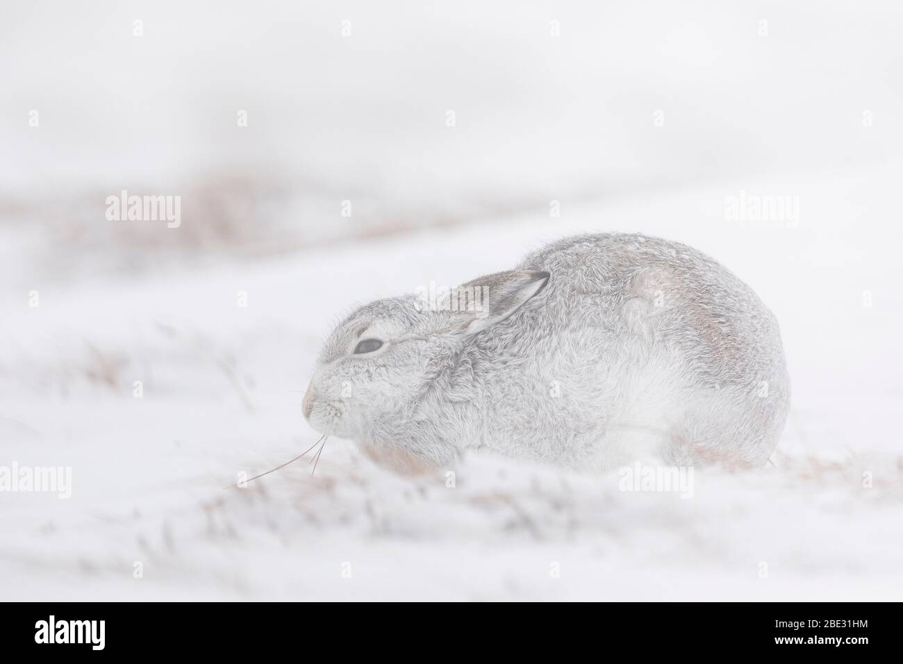 Ein Berghaare (Lepus timidus) in einem Schneesturm, Cairngorms, Schottland Stockfoto