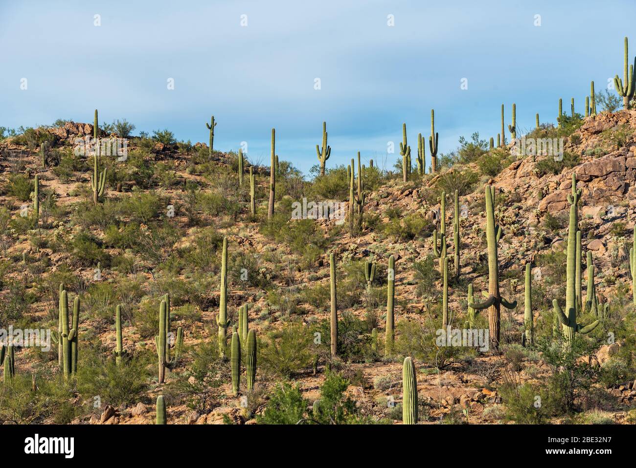 Flache Landschaft des saguaro Kaktus auf einem felsigen Hügel im Saguaro Nationalpark in Tucson, Arizona Stockfoto