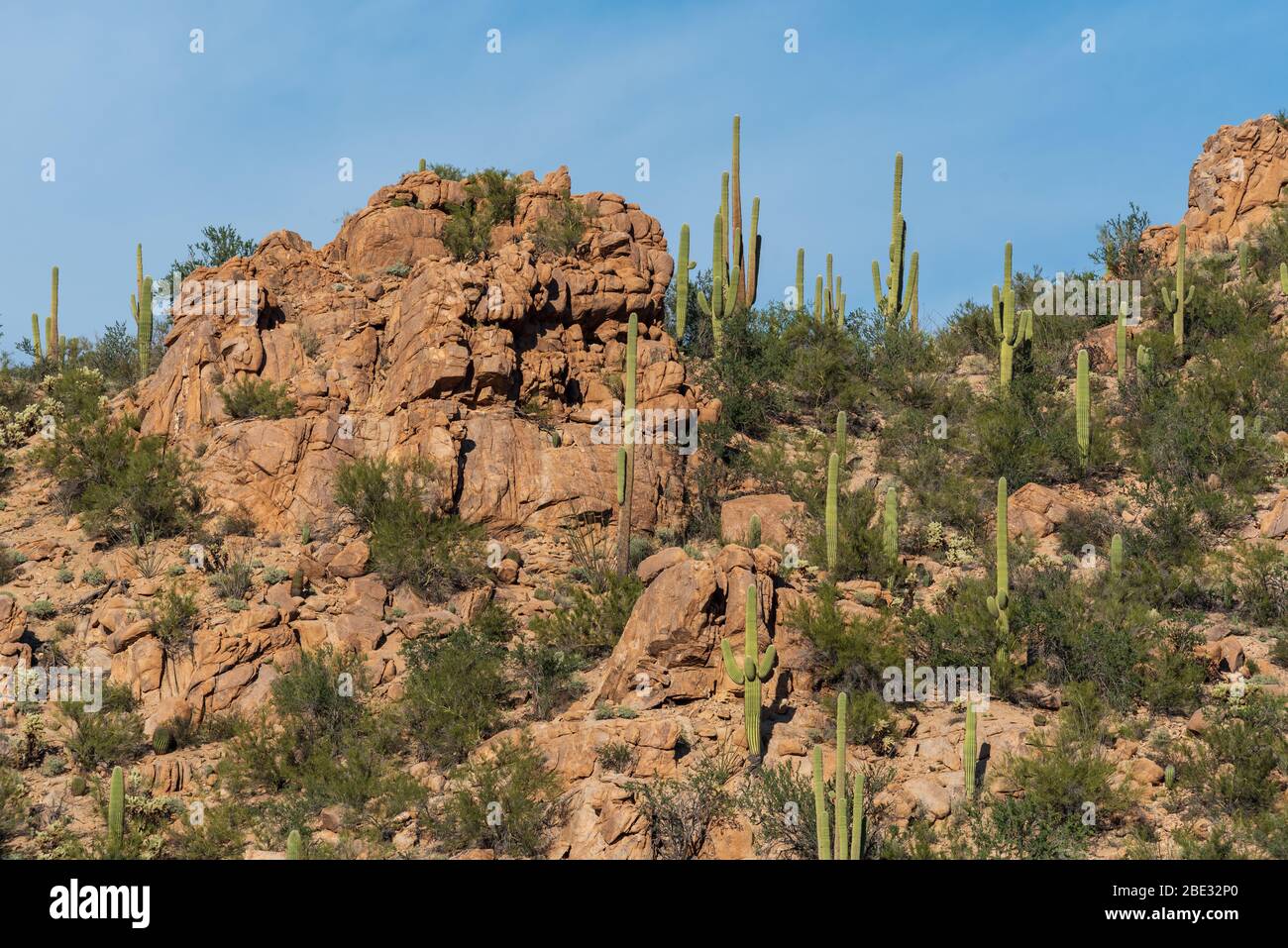 Flache Landschaft des saguaro Kaktus auf einem felsigen Hügel im Saguaro Nationalpark in Tucson, Arizona Stockfoto