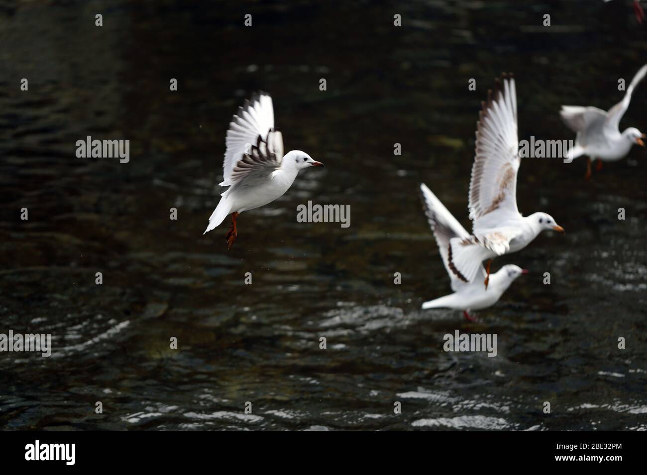Riesige Menge von Möwen, die auf einem Fluss in Zürich, Schweiz, herumfliegen. Auf diesem Foto können Sie mehrere weiße Vögel fliegen sehen. Stockfoto