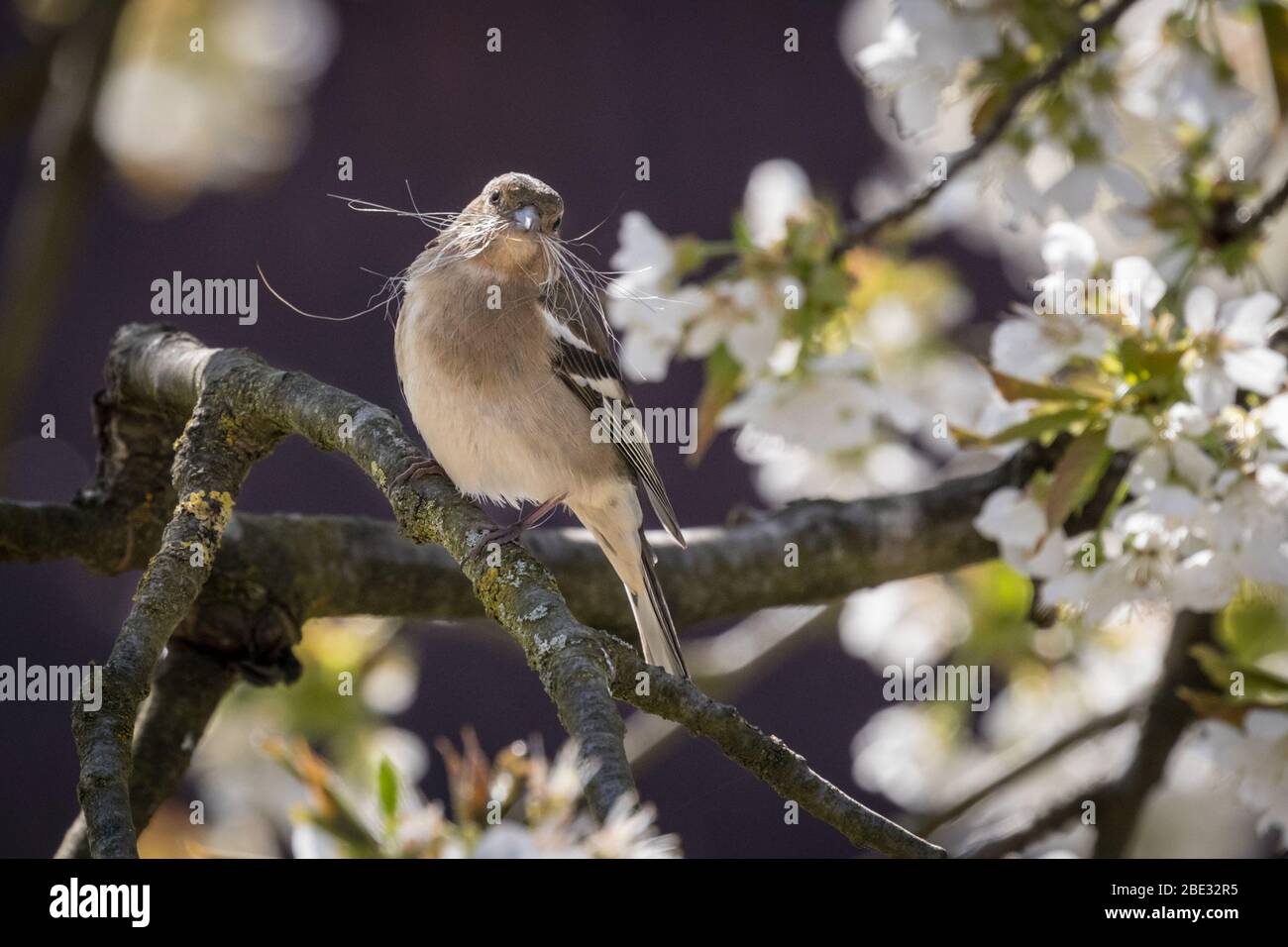 Münsterland, NRW, Deutschland. April 2020. Ein weiblicher Buchfink (Fringilla coelebs) sammelt in der warmen Osterwochenende-Sonne Nistmaterial von einem blühenden Kirschbaum. Bild: Imageplotter/Alamy Live News Stockfoto