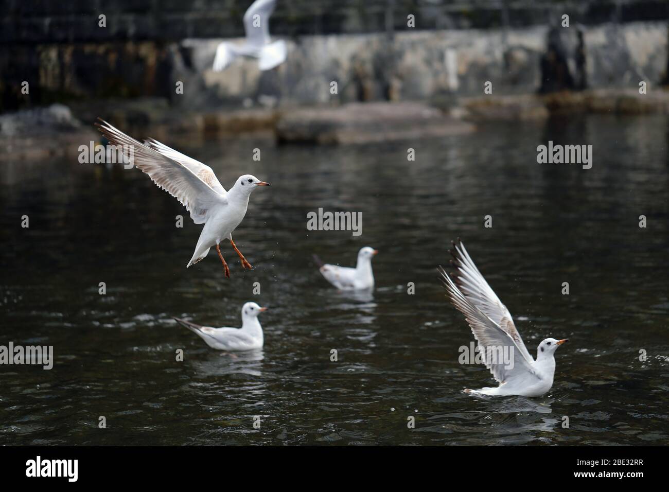 Riesige Menge von Möwen, die auf einem Fluss in Zürich, Schweiz, herumfliegen. Auf diesem Foto können Sie mehrere weiße Vögel fliegen sehen. Stockfoto
