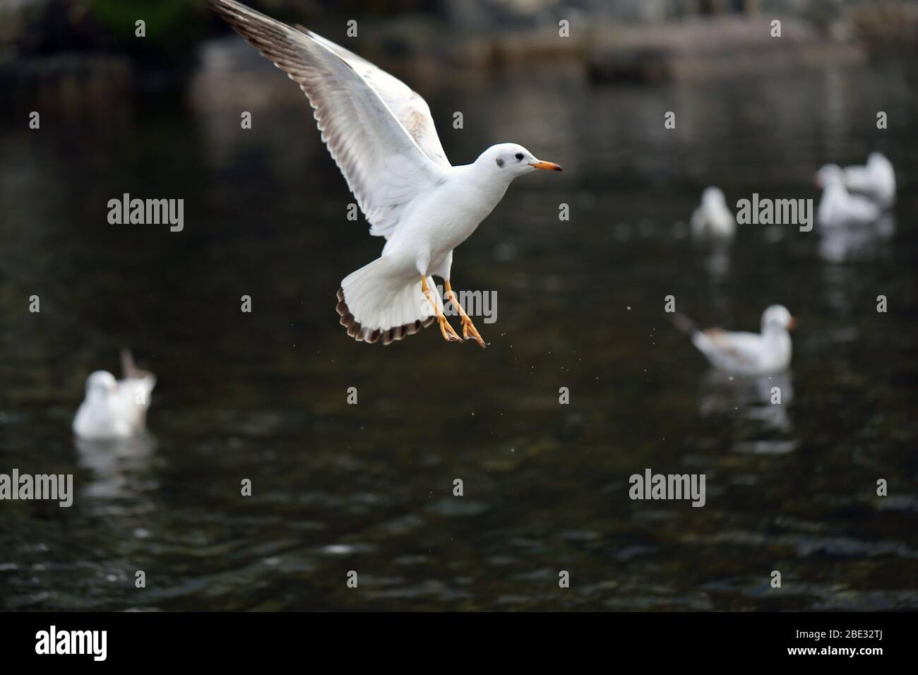 Riesige Menge von Möwen, die auf einem Fluss in Zürich, Schweiz, herumfliegen. Auf diesem Foto können Sie mehrere weiße Vögel fliegen sehen. Stockfoto