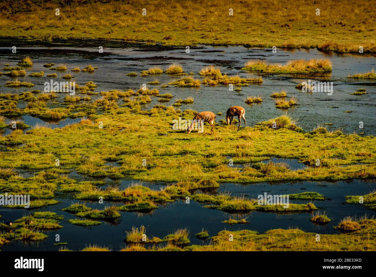 Guanacos im Bofedal des Putana Flusses, Atacama Wüste, Chile Stockfoto