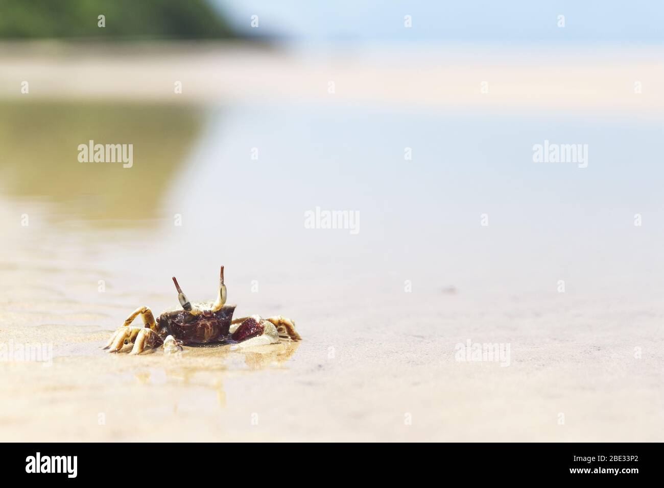 geisterkrabbe beim Wandern an einem Strand Stockfoto