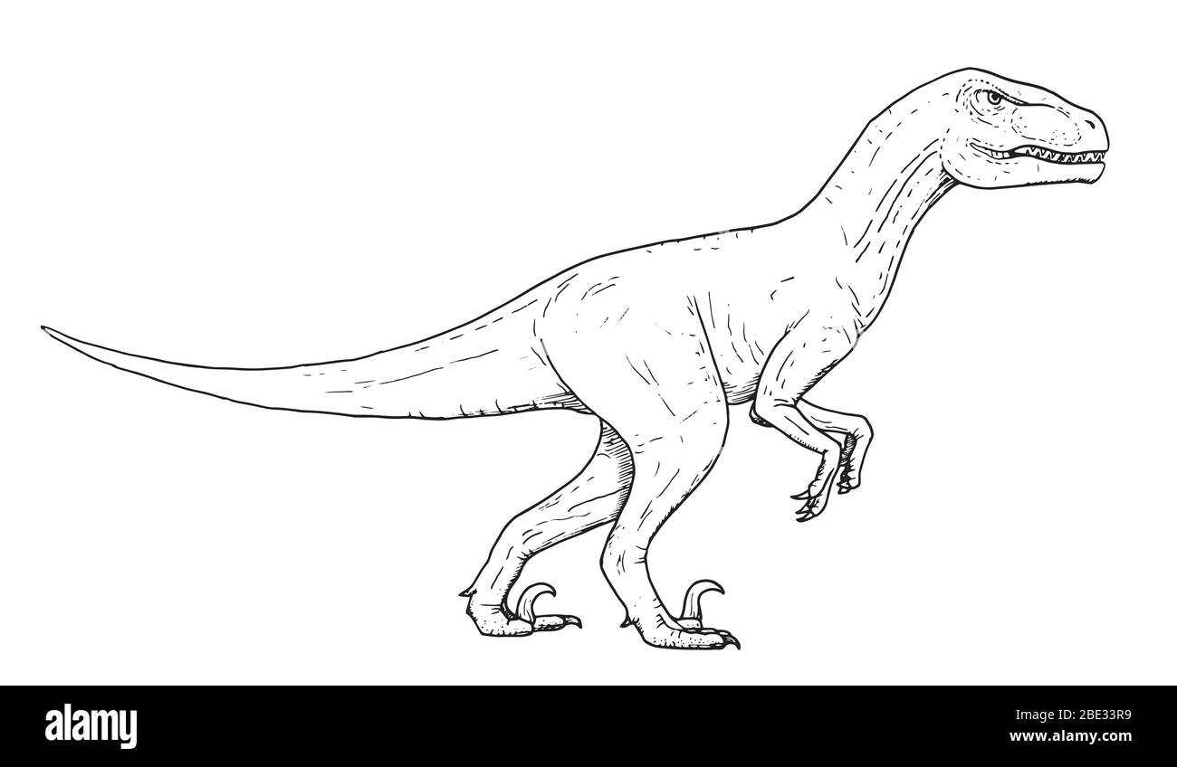 Zeichnung von Dinosaurier - Handskizze von velociraptor, schwarz-weiß-Illustration Stock Vektor
