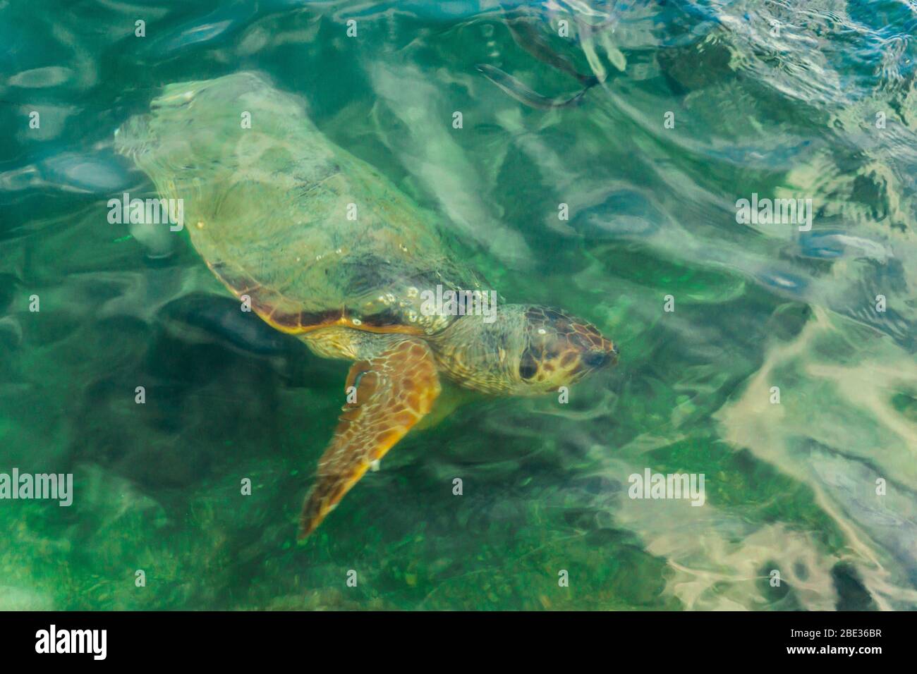 Eine Karettschildkröte, die jahrelang in der Koutavos Lagune in Argostoli, Kefalonia, Griechenland, abfährt Stockfoto
