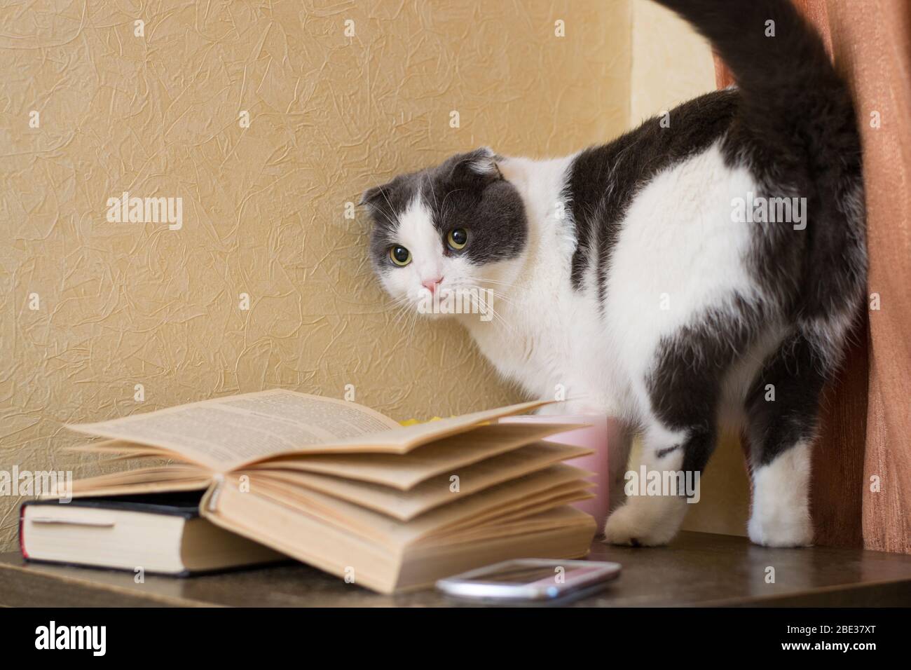 Die Katze mit einem Blick in der Nähe von Büchern Stockfoto