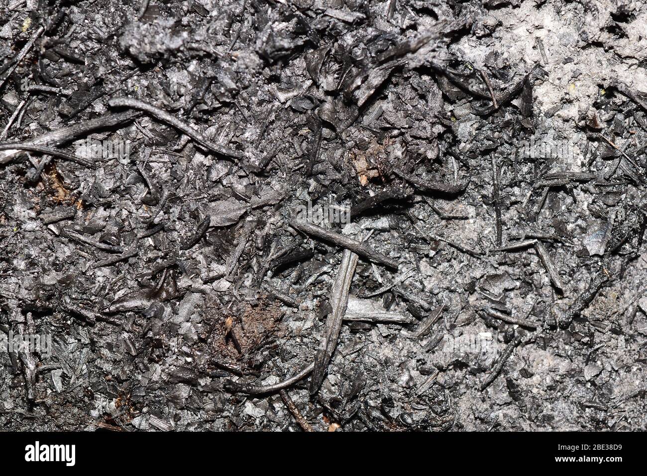 Aschige Oberfläche. Textur von gebranntem Gras. Gesamtansicht. Stockfoto