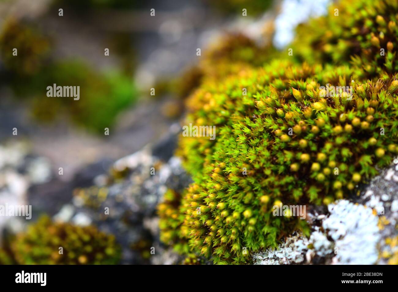 Tortula muralis, Polytrichum und Caloplaca thallincola moose auf dem Felsen. Stockfoto