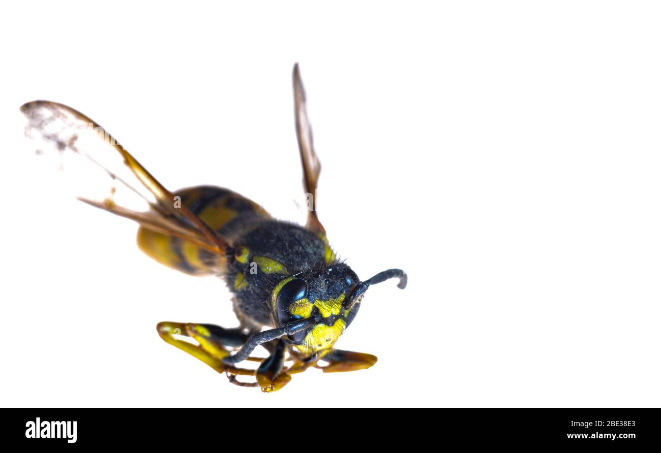 Wespe, Makrofoto. Insektenvergrößerung. Isoliert vom Hintergrund. Wespenkopf. Insekten im Frühling. Foto auf weißem Hintergrund. Ein Insekt. Stockfoto