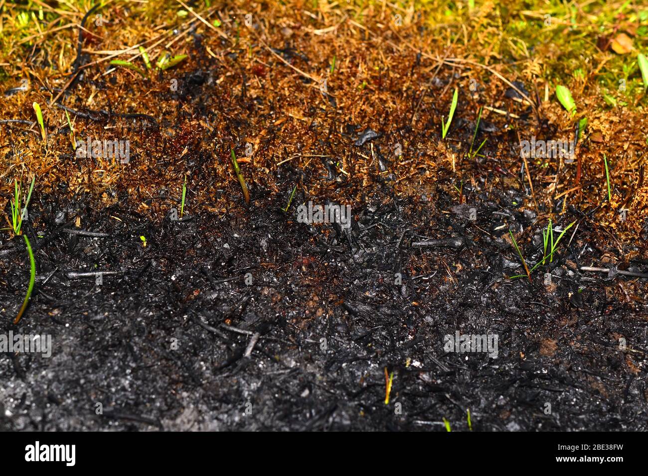 Rand des verbrannten Bodens und frisches Gras. Aschiger Hintergrund. Stockfoto