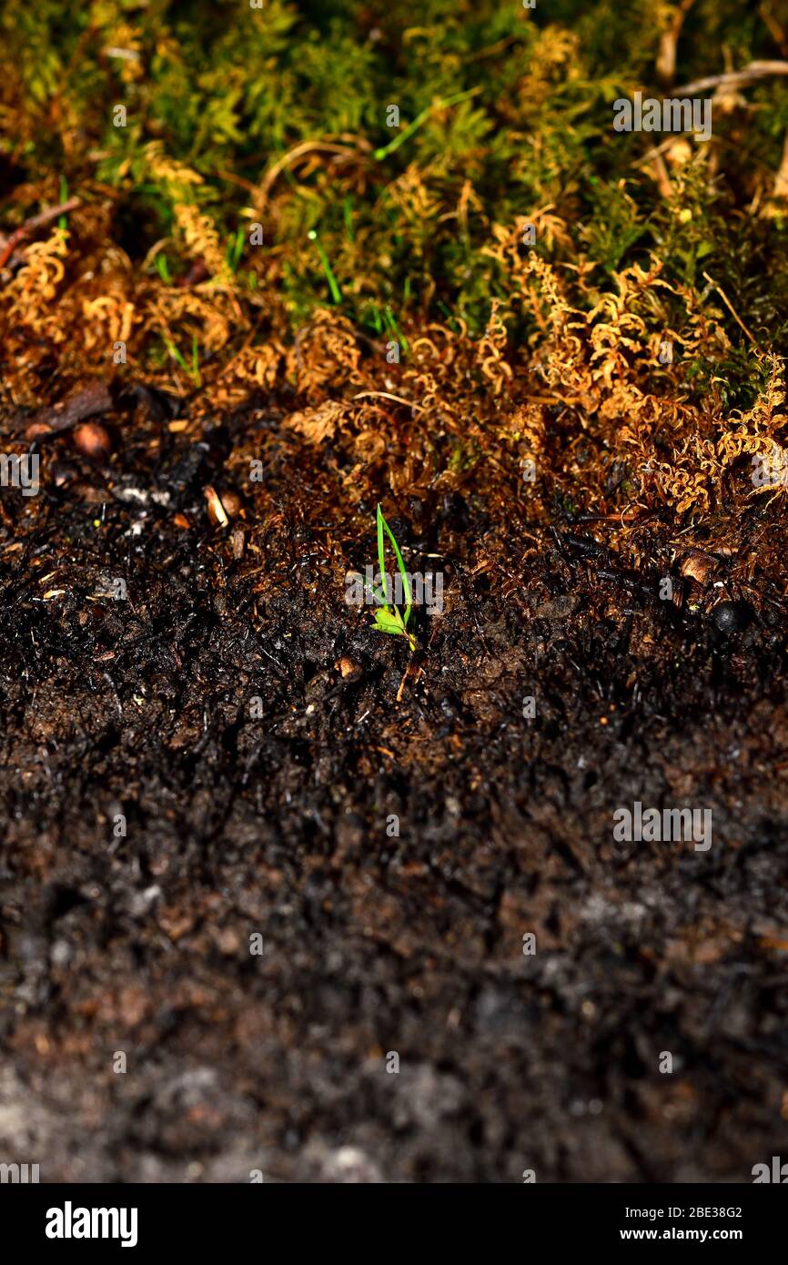 Rand des verbrannten Bodens und frisches Gras. Sprossen einer neuen Pflanze auf einem aschigen Hintergrund. Vertikal. Stockfoto