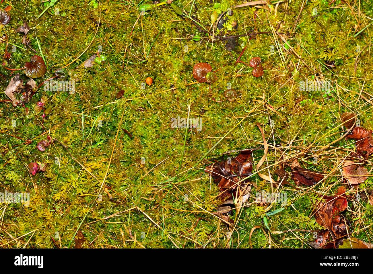 Nasses Gras und Moos Hintergrund. Muster des Gartengrunds. Hohe Luftfeuchtigkeit. Stockfoto