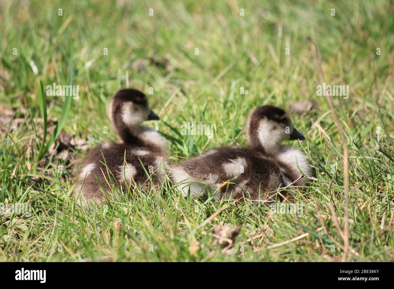 Ägyptische Gans im Stadtpark Staddijk, Nijmegen Niederlande Stockfoto