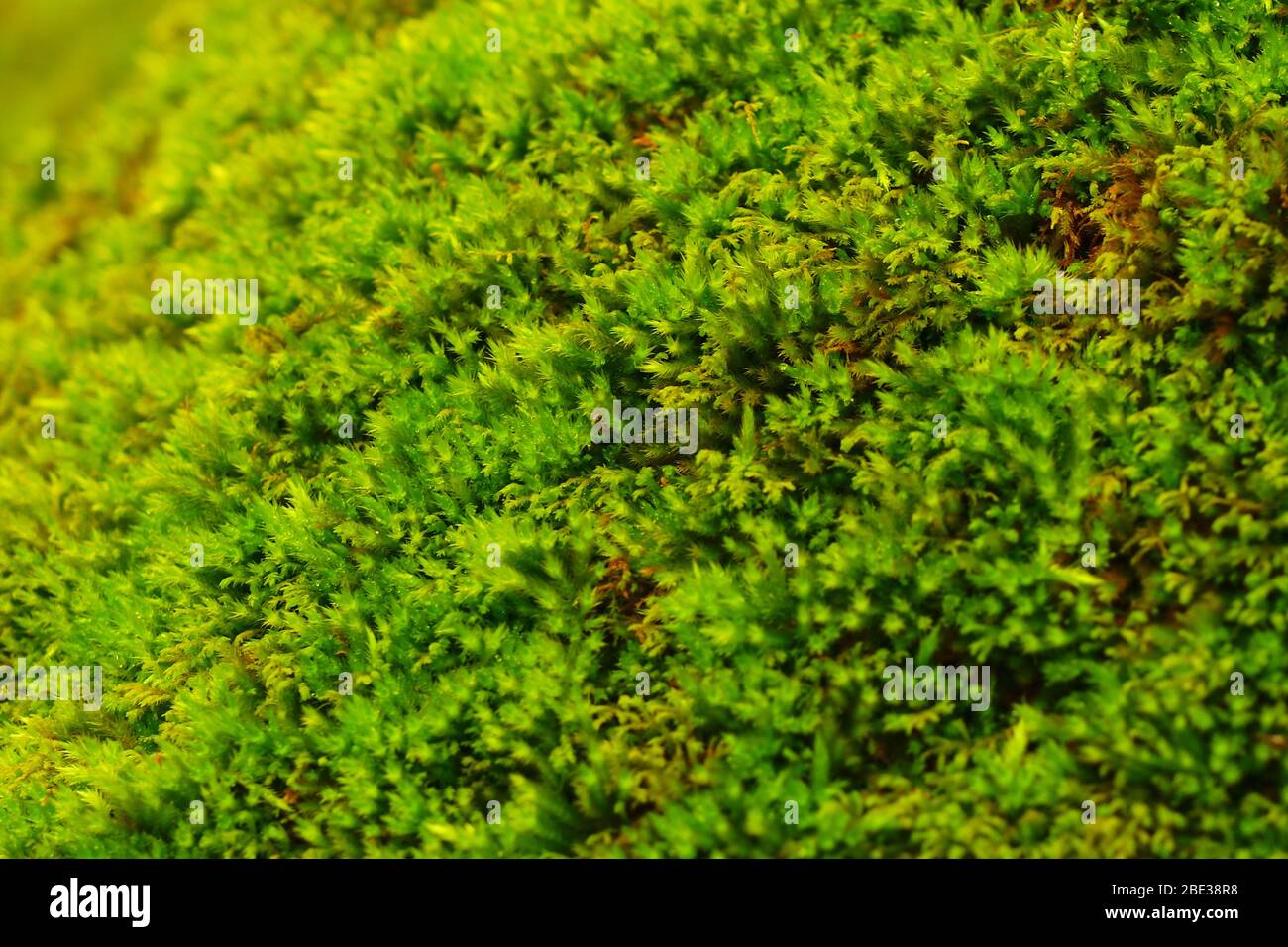 Nahaufnahme der Waldmoos-Textur. Leuchtend grüne Farbe. Gesättigt. Stockfoto