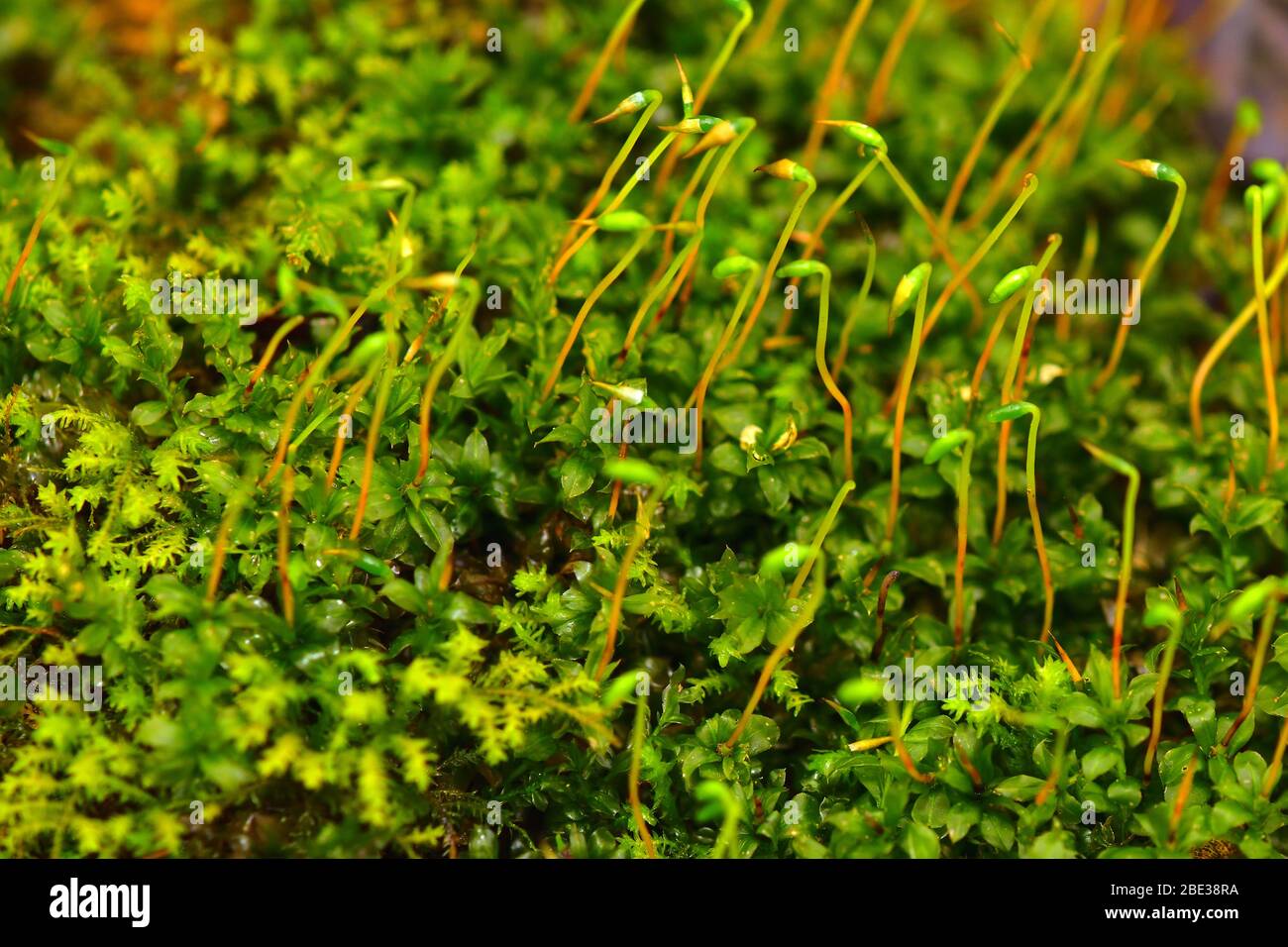 Nahaufnahme von Waldmoos. Leuchtend grüne Farbe. Stockfoto