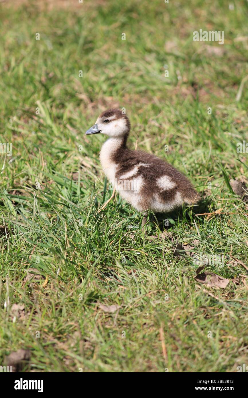 Ägyptische Gans im Stadtpark Staddijk, Nijmegen Niederlande Stockfoto