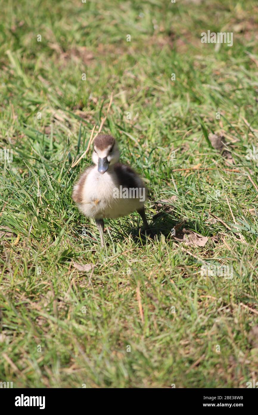 Ägyptische Gans im Stadtpark Staddijk, Nijmegen Niederlande Stockfoto