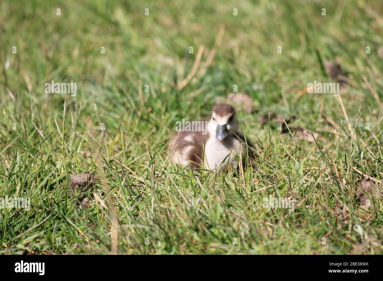 Ägyptische Gans im Stadtpark Staddijk, Nijmegen Niederlande Stockfoto