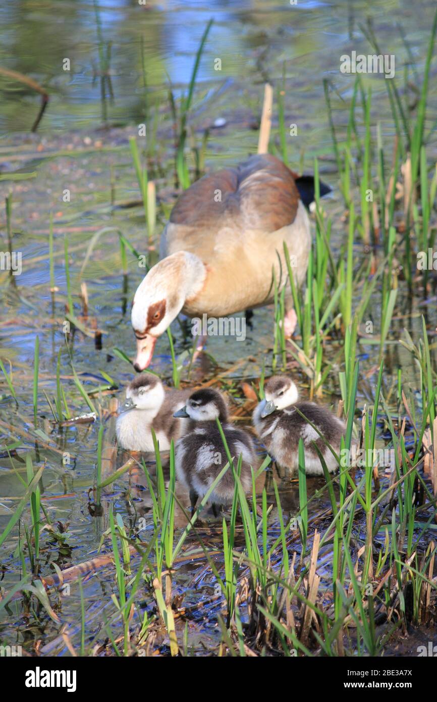 Ägyptische Gans im Stadtpark Staddijk, Nijmegen Niederlande Stockfoto