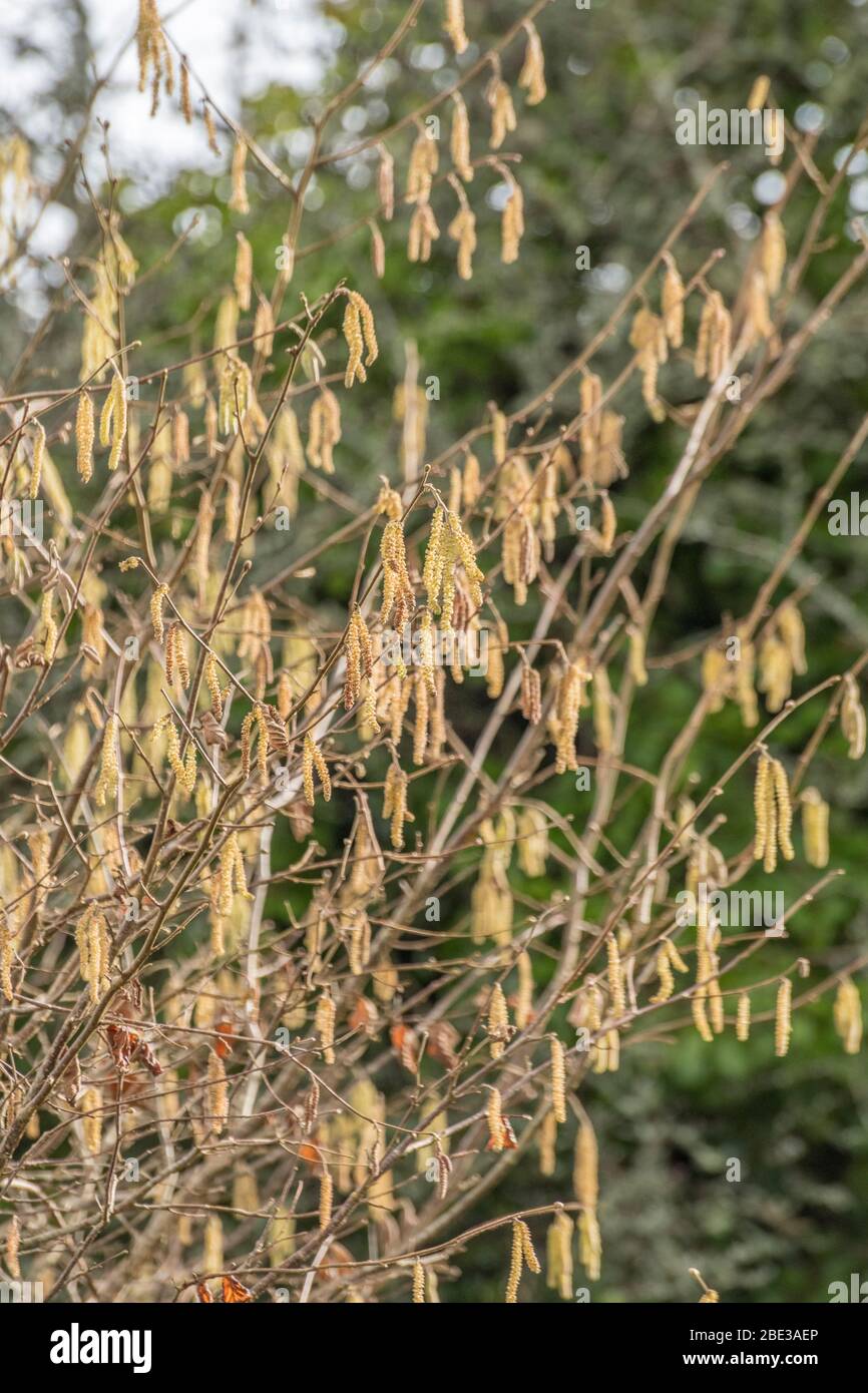 Männliche Blüten / Kätzchen von Hazel / Coryllus avellana in einem britischen Hecken. Produziert Haselnüsse. Stockfoto