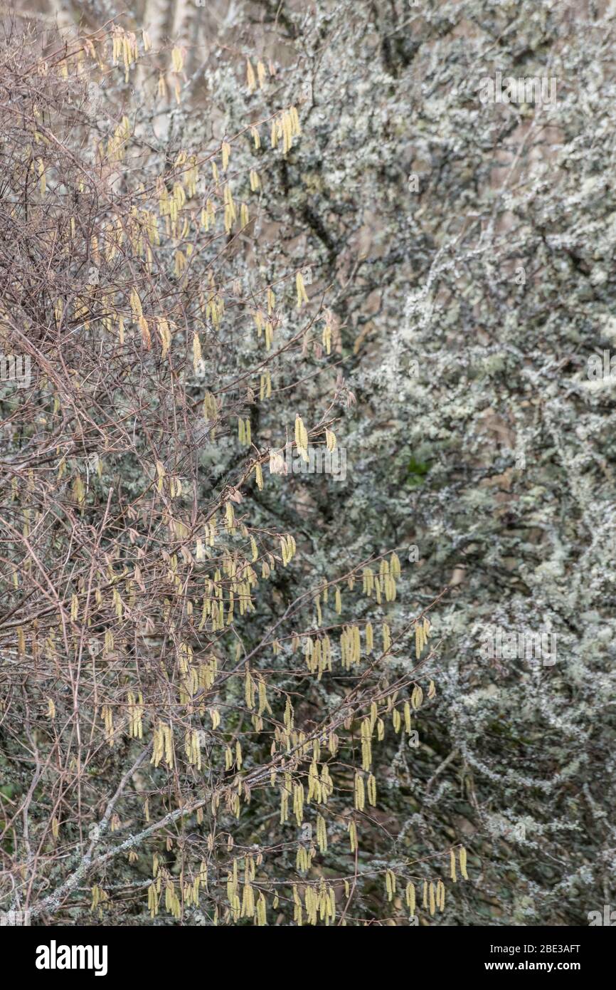 Männliche Blüten / Kätzchen von Hazel / Coryllus avellana in einem britischen Hecken. Produziert Haselnüsse. Stockfoto