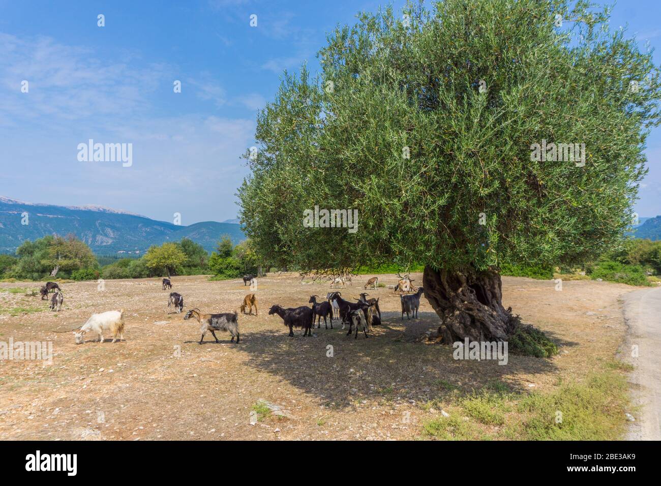 Eine Herde Ziegen weidet und ruht unter einem Olivenbaum auf dem Land in Kefalonia Griechenland Stockfoto