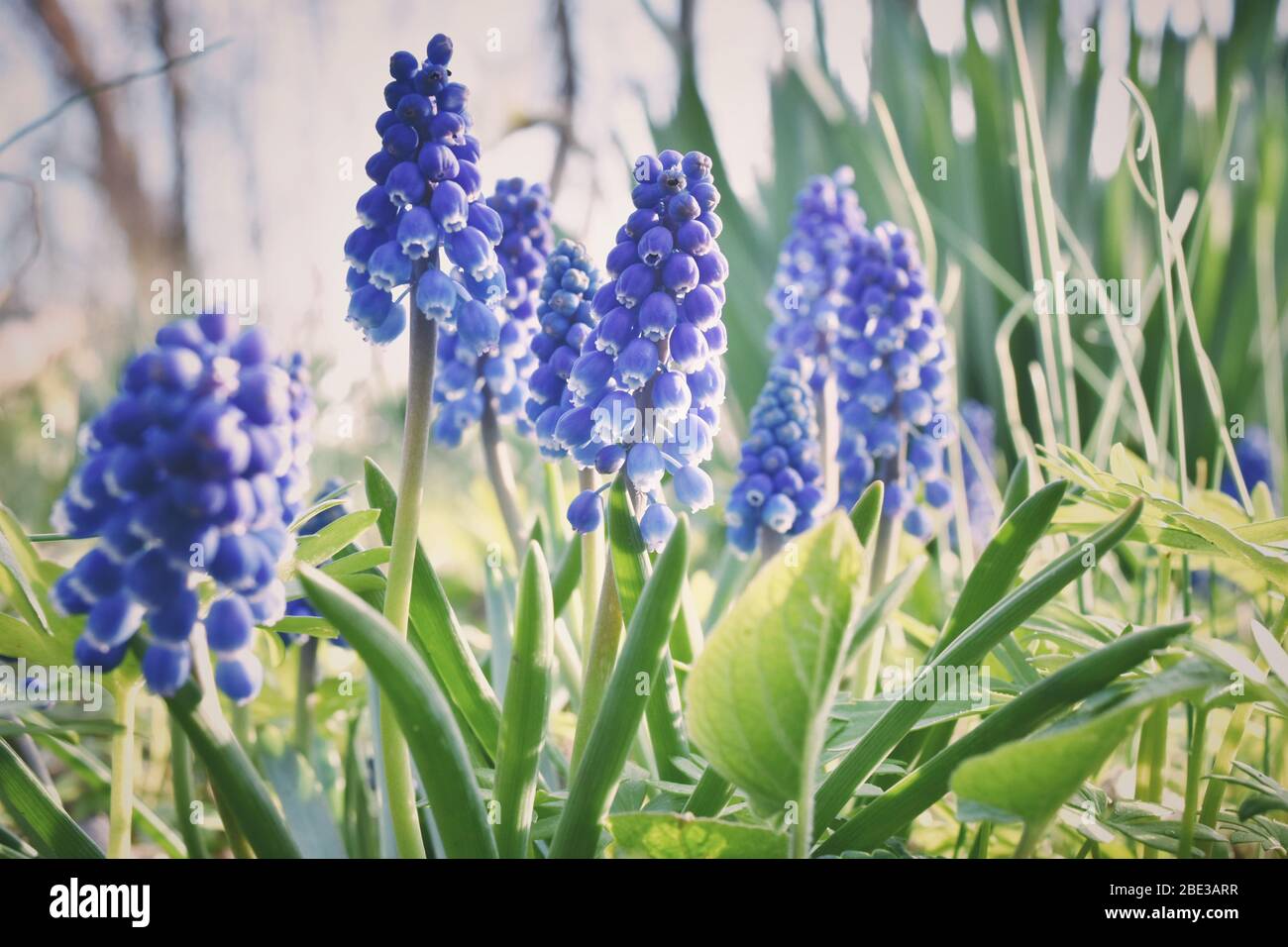 Blaue Traube Hyazinthe Muscari armeniacum blühende Blumen wachsen auf einer  Wiese in einem Wald. Frühe Frühjahrssaison blaue Blume, mehrjährige bulbous  Pflanzen Stockfotografie - Alamy