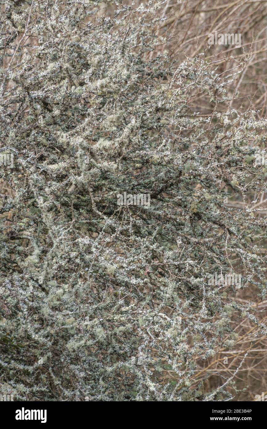 Blassgrüne Flechten auf kleinen Hecken - vielleicht Usnea- oder Ramalina-Arten, oder Parmotrema perlatum Flechten. Stockfoto
