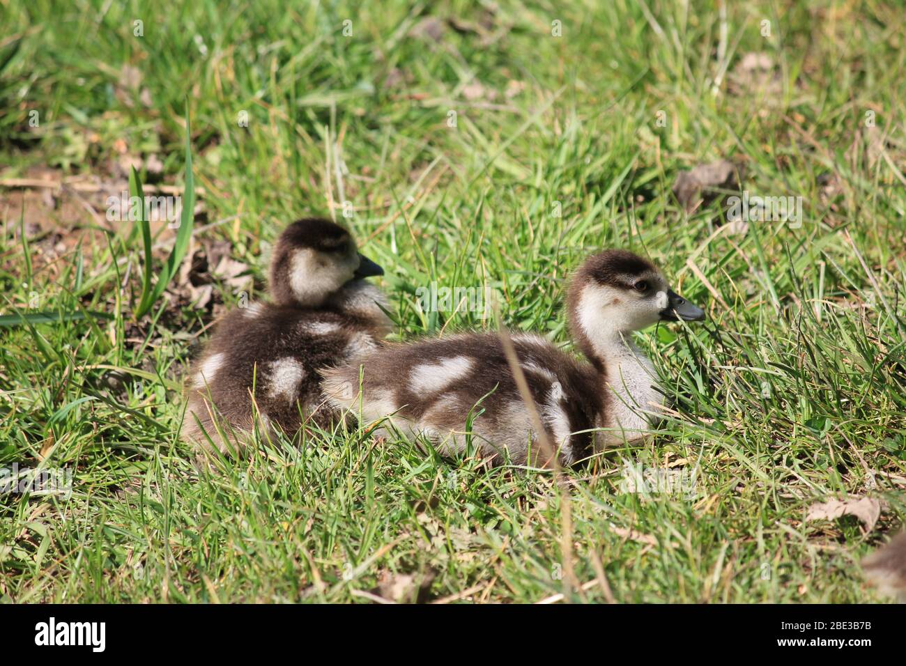 Ägyptische Gans im Stadtpark Staddijk, Nijmegen Niederlande Stockfoto