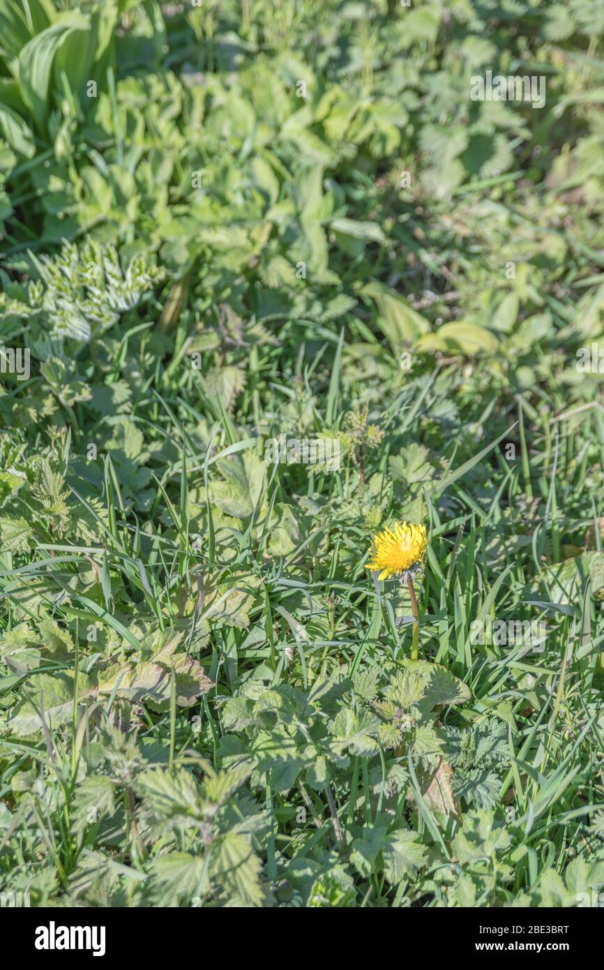 Gelbe Löwenzahn / Taraxacum officinale Blume im Frühling Sonnenschein. Löwenzahn einmal in medizinischen Kräuter-Kuren verwendet & auch essbar (Salat im Zusammenhang). Stockfoto