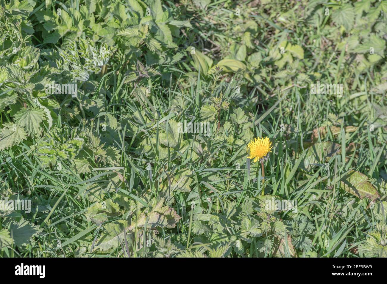 Gelbe Löwenzahn / Taraxacum officinale Blume im Frühling Sonnenschein. Löwenzahn einmal in medizinischen Kräuter-Kuren verwendet & auch essbar (Salat im Zusammenhang). Stockfoto