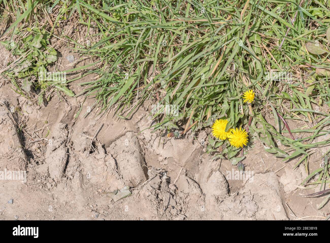 Gelber Löwenzahn / Taraxacum officinale blüht im Frühling bei Sonnenschein. Löwenzahn einmal in medizinischen Kräuter-Kuren verwendet & auch essbar (Salat im Zusammenhang). Stockfoto