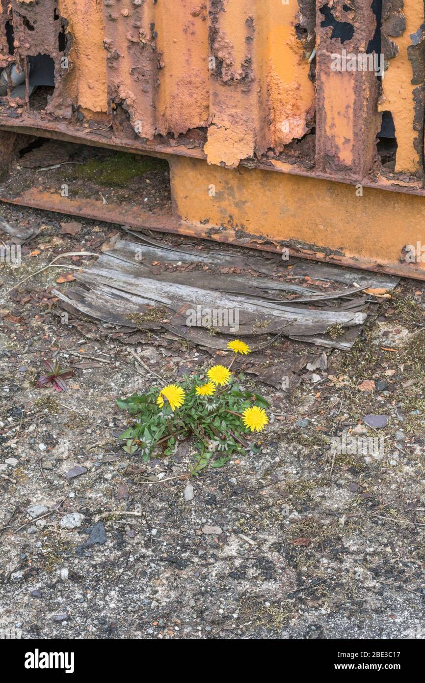 Gelber Löwenzahn / Taraxacum officinale blüht im Frühling bei Sonnenschein. Löwenzahn einmal in medizinischen Kräuter-Kuren verwendet & auch essbar (Salat im Zusammenhang). Stockfoto