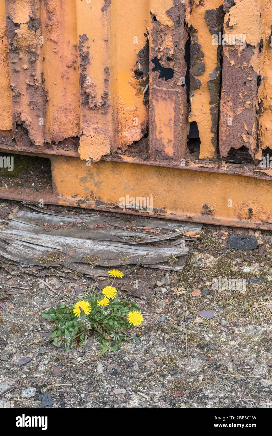 Gelber Löwenzahn / Taraxacum officinale blüht im Frühling bei Sonnenschein. Löwenzahn einmal in medizinischen Kräuter-Kuren verwendet & auch essbar (Salat im Zusammenhang). Stockfoto