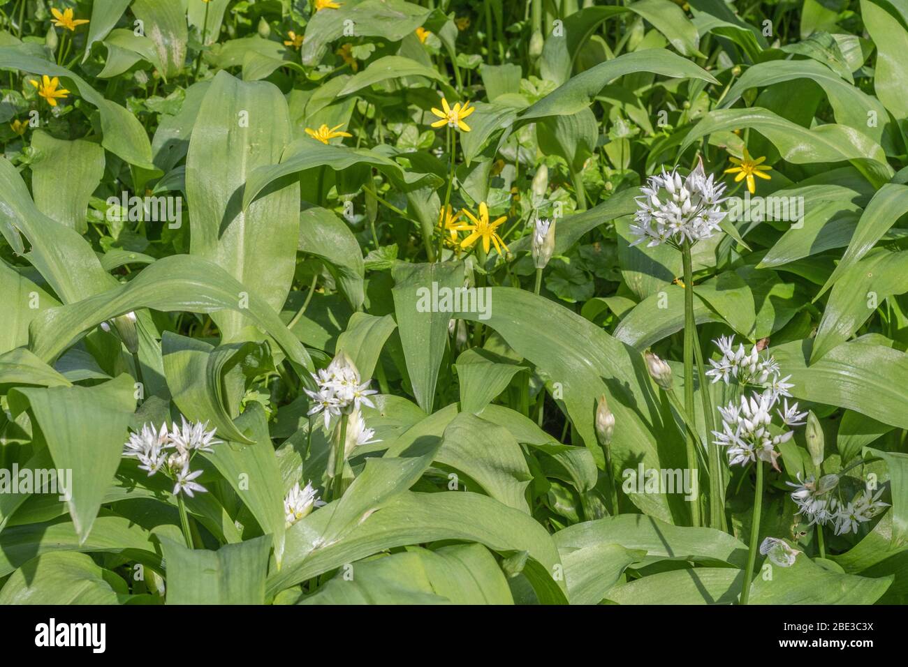 Weiße Blüten von Ramsons, wilder Knoblauch / Allium ursinum, & gelbe Blüten von Lesser Celandine / Ranunculs ficaria / Ficaria verna eine Heilpflanze. Stockfoto
