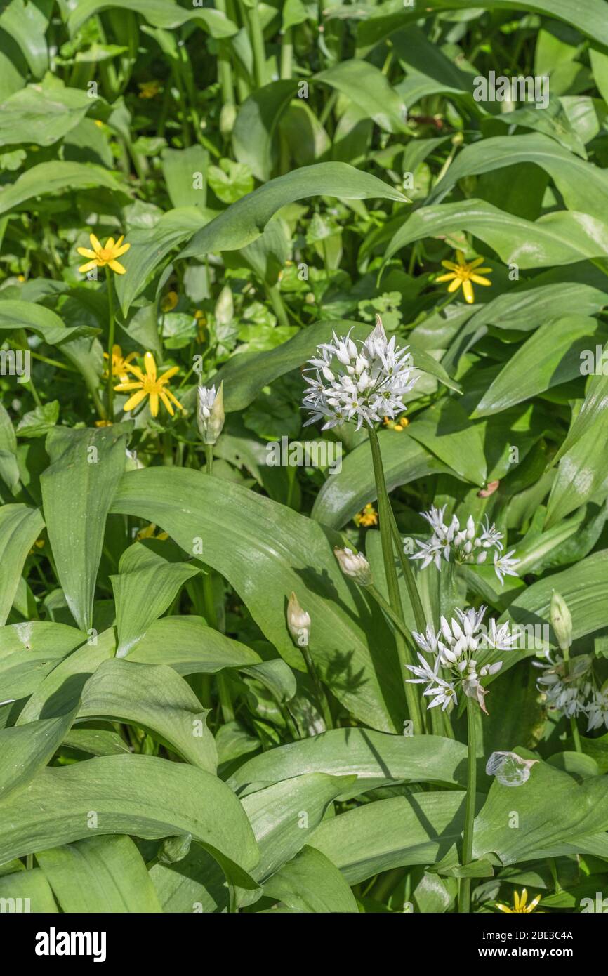 Weiße Blüten von Ramsons, wilder Knoblauch / Allium ursinum, & gelbe Blüten von Lesser Celandine / Ranunculs ficaria / Ficaria verna eine Heilpflanze. Stockfoto