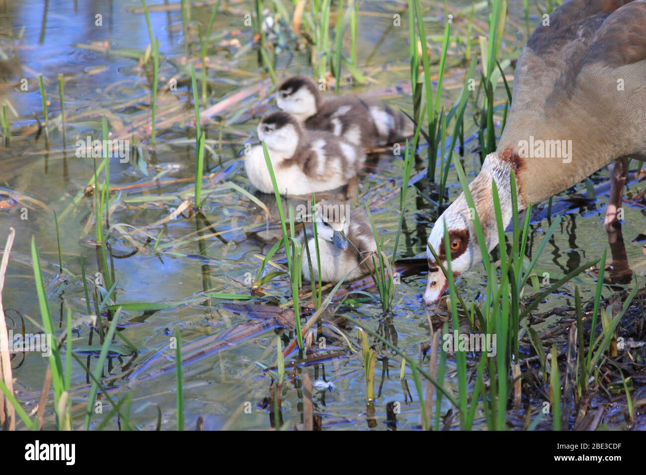 Ägyptische Gans im Stadtpark Staddijk, Nijmegen Niederlande Stockfoto