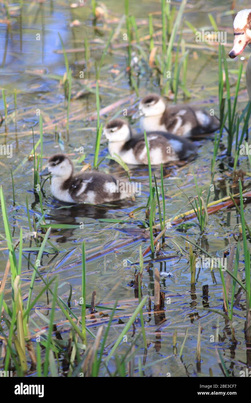 Ägyptische Gans im Stadtpark Staddijk, Nijmegen Niederlande Stockfoto