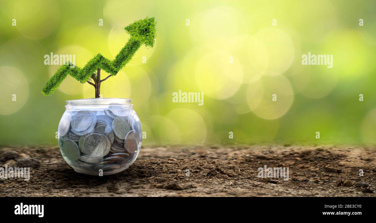Wachstum. Der Baum wächst in eine Form, nach oben gerichtet sein. Die Konzepte der finanziellen Wachstum. Stockfoto