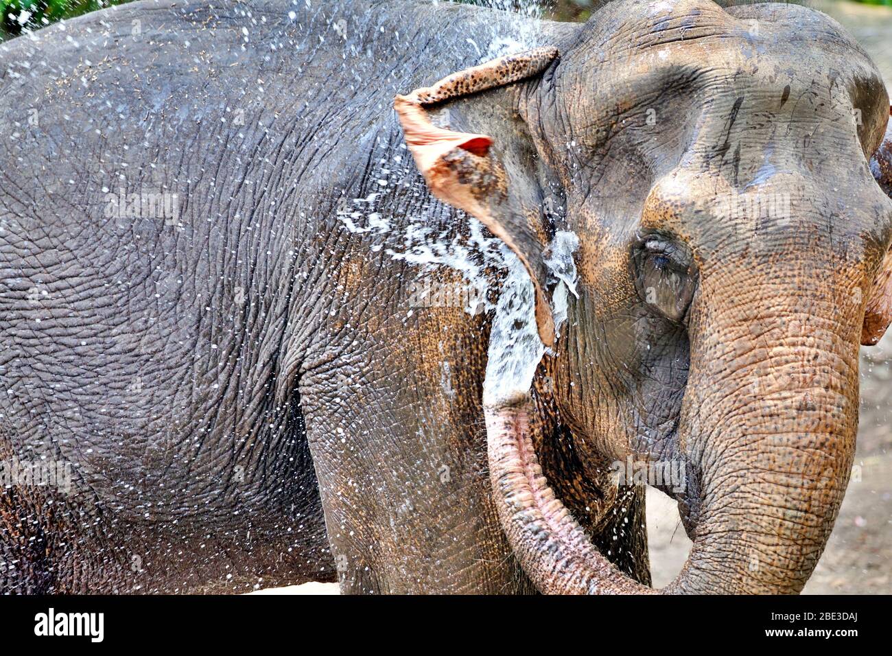 indischer Elefant unter der Dusche Stockfoto