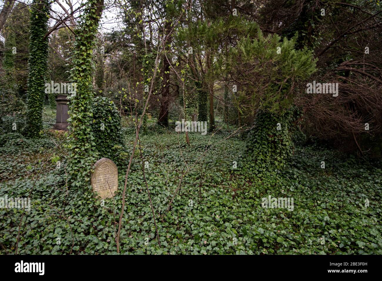 Die vernachlässigte und überwachsene viktorianische Abteilung des Warriston Cemetery, Edinburgh, Schottland, Großbritannien Stockfoto