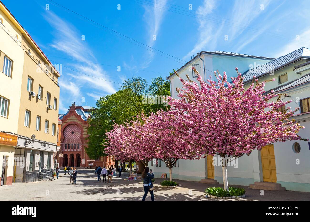 Blühende rosa Kirschbäume (Sakura) auf dem Teatralna Platz in Uschhorod Stadt. Bau der Transkarpatien Regional Philharmonic im Hintergrund Stockfoto